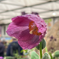 Meconopsis 'Barney's Blue'